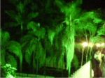 Iluminação Decorativa - Reino Selvagem