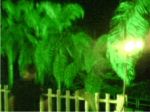 Iluminação Decorativa - Reino Selvagem