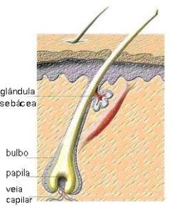 bulbo capilar.jpg