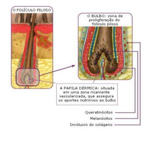 bulbo capilar 5.jpg