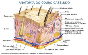 bulbo capilar anatomia_couro.j