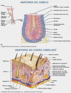 bulbo capilar anatomia-do-cour