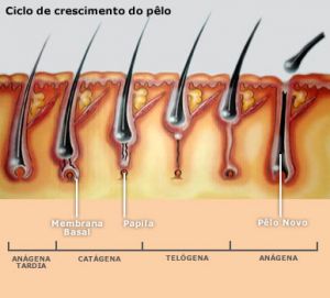 bulbo capilar crescimento.jpg