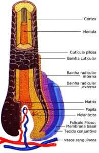 bulbo capilar estrutura_cabelo