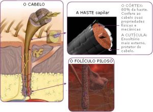 bulbo capilar haste.jpg