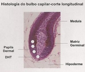 bulbo capilar histologia.png