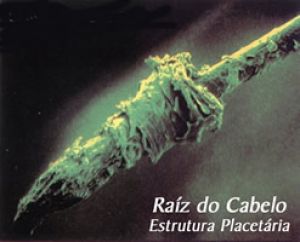 bulbo capilar raiz-do-cabelo.j