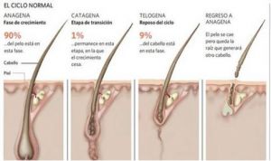 Salud, calvicie y cardiacos.jp