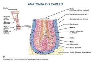 bulbo capilar anatomia_cabelo.jpg