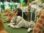 Festa Safari