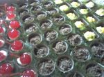 Caixinhas trufadas. ( musse, ganache)