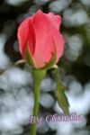 Flores(Ymagem By Claudia)