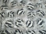 Doce fondado decorao zebra