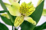 Alstroemeria