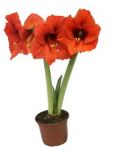 Amaryllis