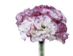 Bicolor 01
