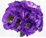 Bicolor 02
