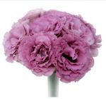 Flor de Lisianthus