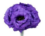 Roxo
