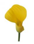 Callas