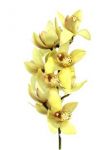 Amarelo