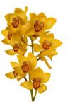 Cymbidium