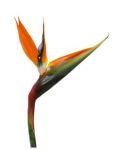 Estrelitzia