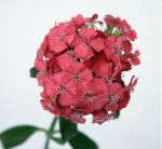 Dianthus