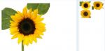 Girasol