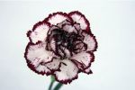 Bicolor 01
