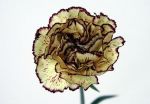 Bicolor 02