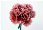 Bicolor 03