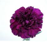Roxo