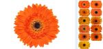 Laranja Clasic