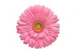 Gerbera