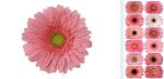Rosa Clasic