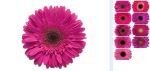 Rosa Pink