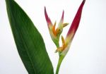 Heliconia