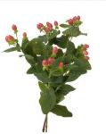 Hipericum