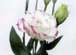 Bicolor