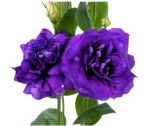 Lisianthus