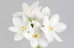 Narciso