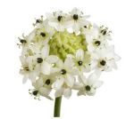 Ornithogalum