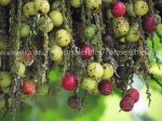 Frutos 