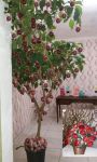 arvore natural com maças do amor