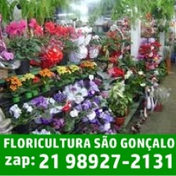 Floricultura so gonalo