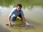 Peixes