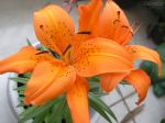 l�rios orange.