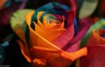 rosa aquarela