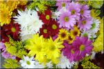 flores do campo